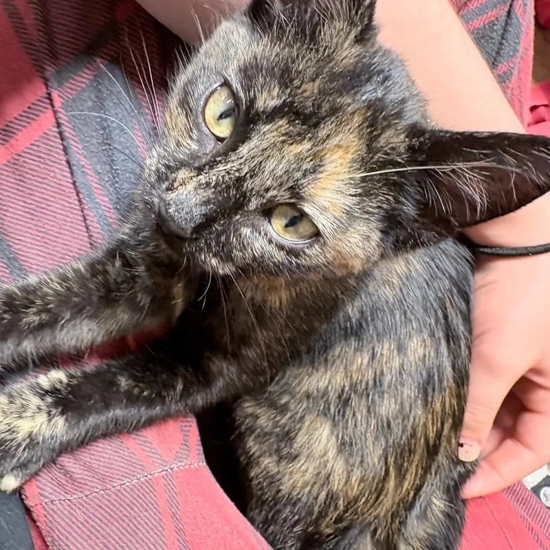 A baby small-sized female Tortoiseshell Domestic Short Hair cat named Found st NE Rochester for adoption in Rochester, MN