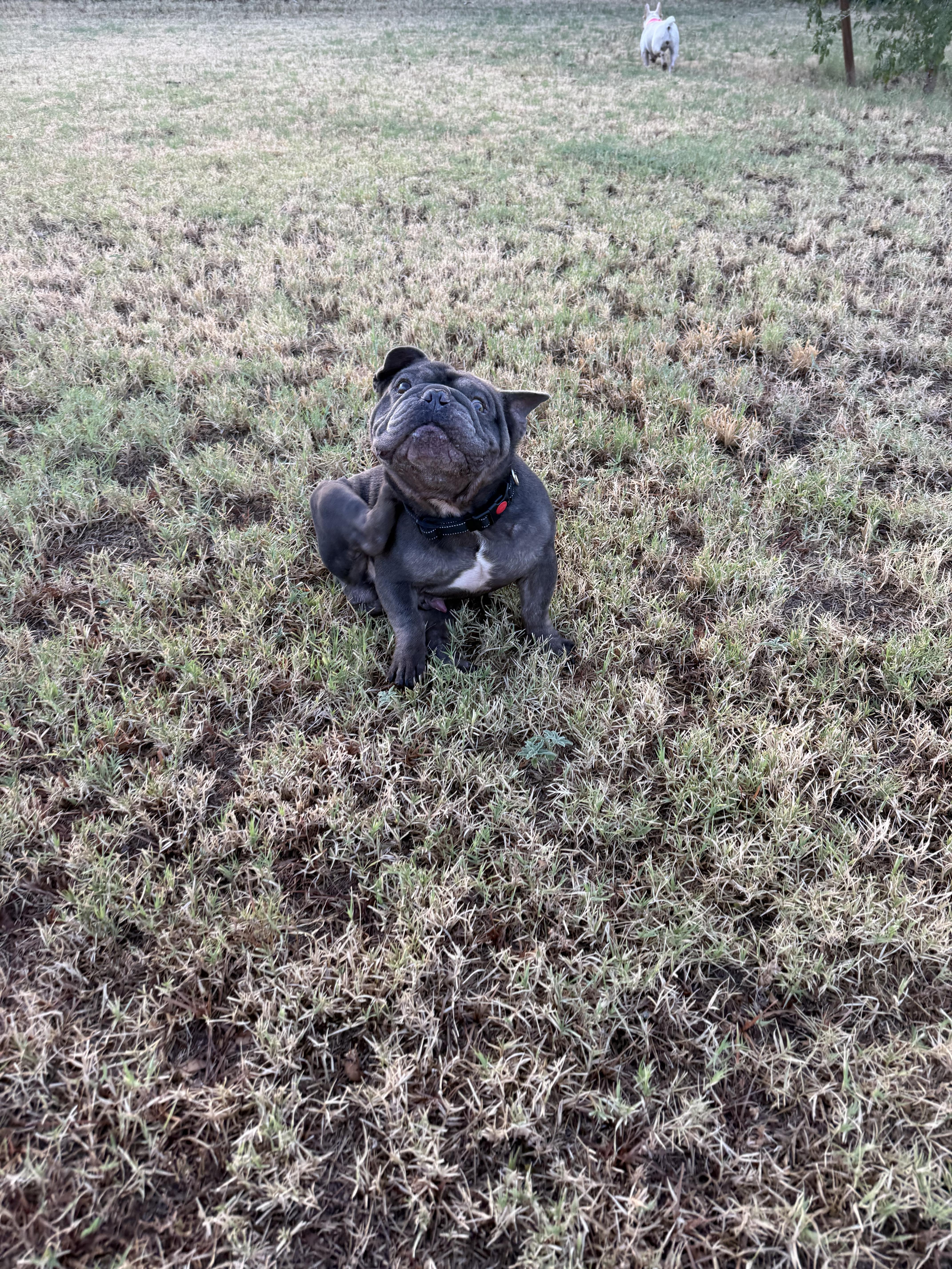 An adult medium-sized male French Bulldog dog named Scooby for adoption in Mesa, AZ