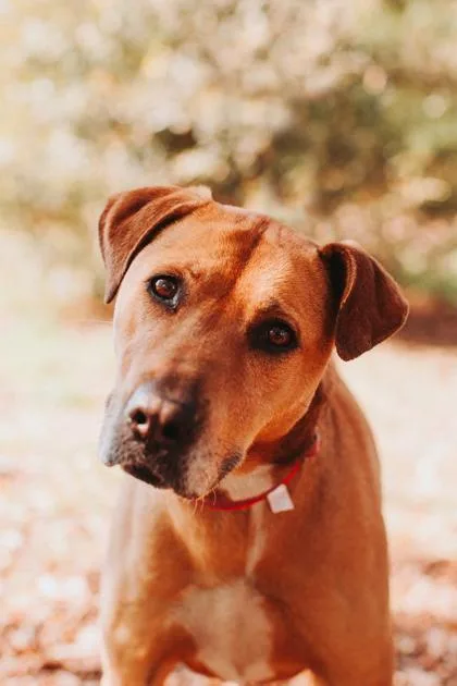 An adult medium-sized female Hound dog named A Patty for adoption in North Charleston, SC