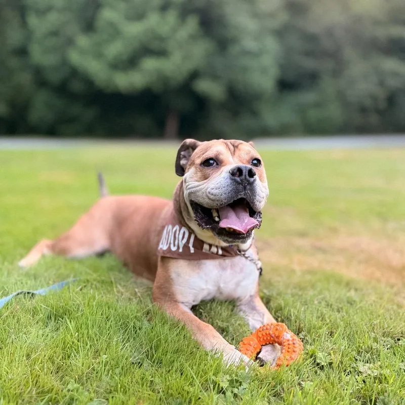 An adult large-sized male English Bulldog dog named Yookie for adoption in Bellingham, WA