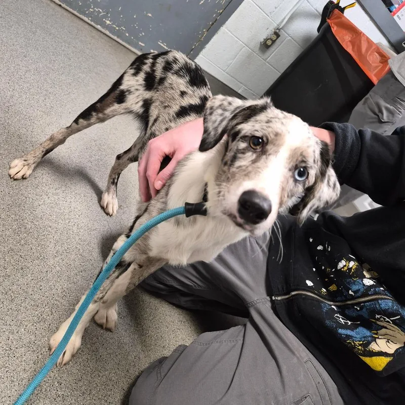 An adult small-sized female Australian Shepherd dog named Calypso for adoption in Oak Ridge, TN
