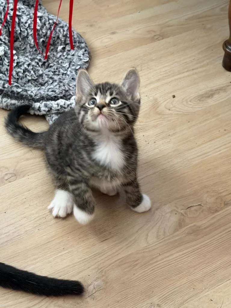 A baby small-sized male Domestic Short Hair cat named Colt for adoption in Sebastian, FL