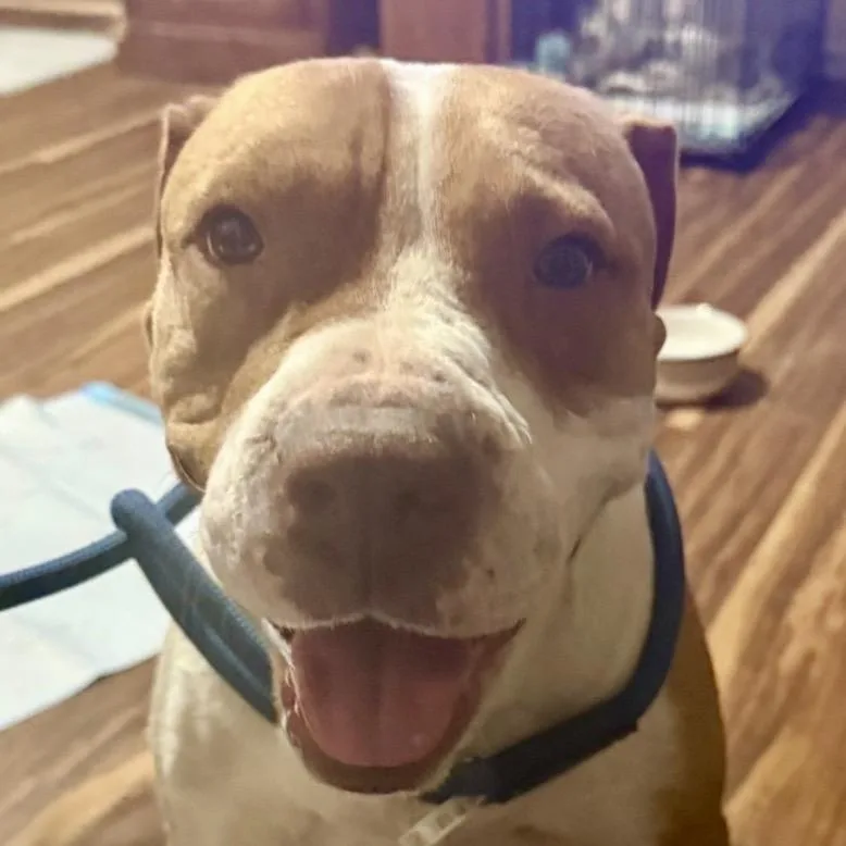 An adult medium-sized female Apricot / Beige Pit Bull Terrier dog named Roxy for adoption in Midland, TX