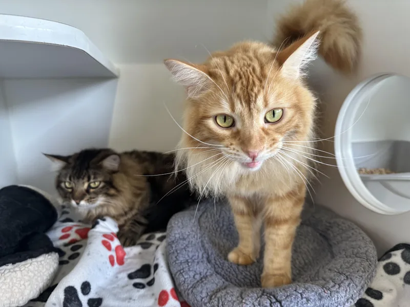 An adult medium-sized male Maine Coon cat named Alfie and Otto for adoption in Seattle, WA
