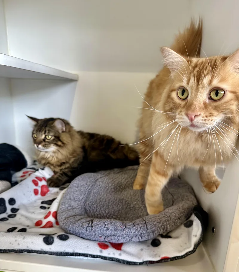 Alfie and Otto thumbnail 2