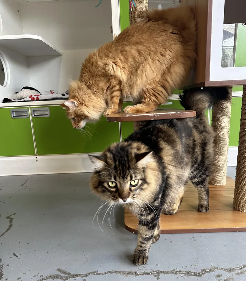 Alfie and Otto thumbnail 4