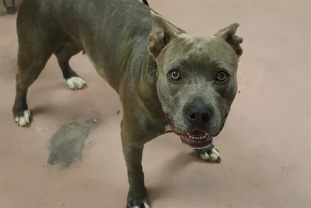 A young medium-sized female Mixed Breed dog named Thistle for adoption in Columbia, SC