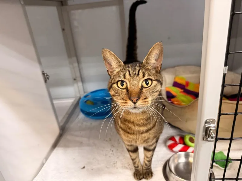 An adult medium-sized male Domestic Short Hair cat named Cleon for adoption in Raleigh, NC