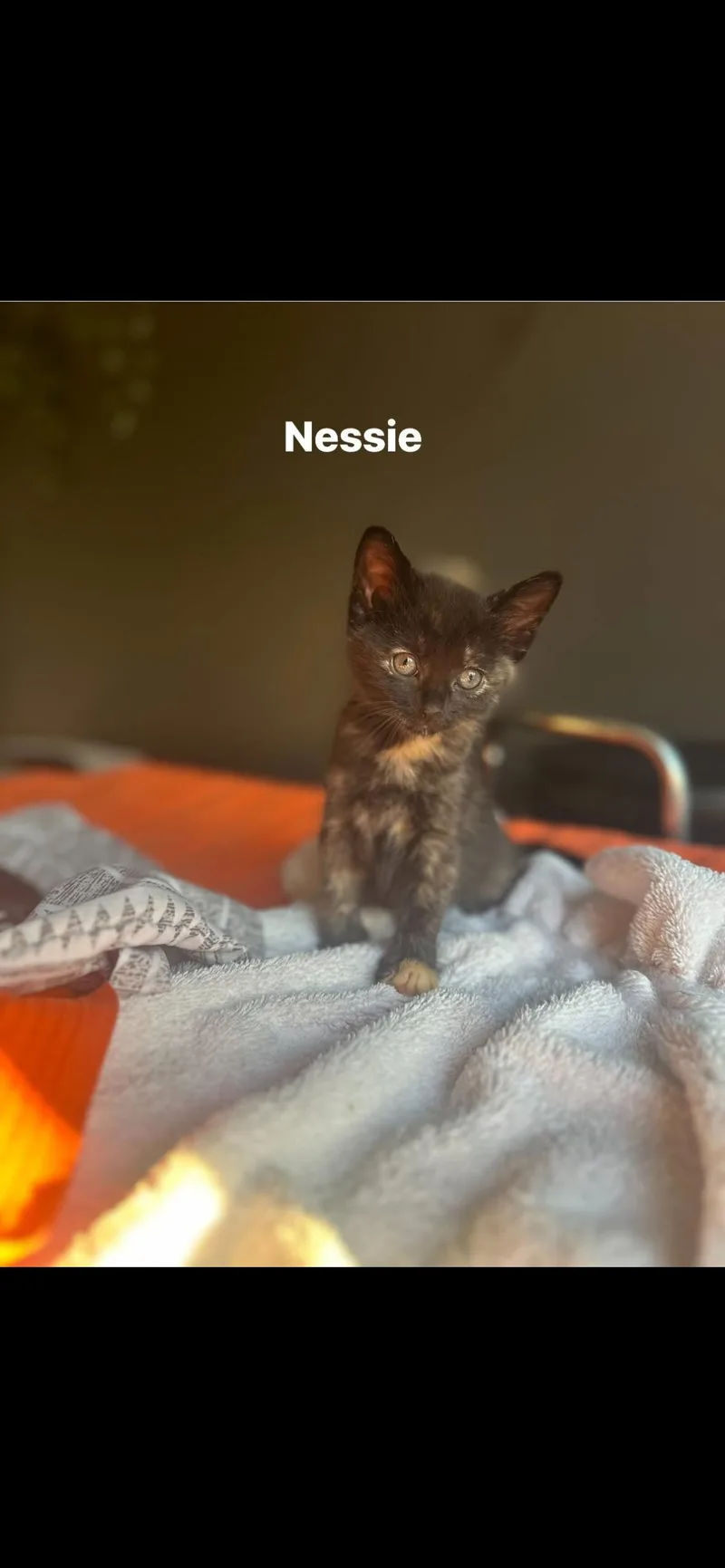 Nessie thumbnail 2