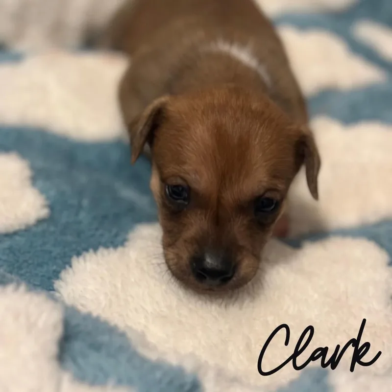 A baby small-sized male Mixed Breed dog named Clark for adoption in Berlin, NJ