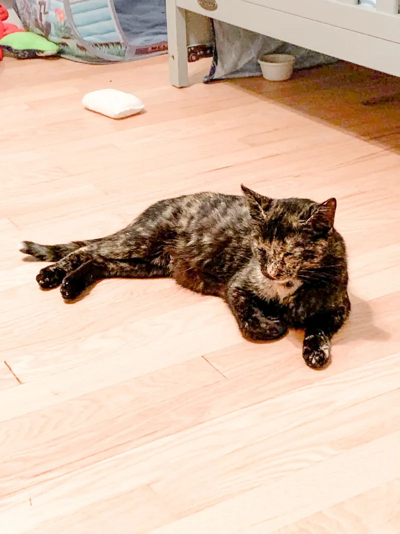 An adult medium-sized female Domestic Short Hair cat named Sugar for adoption in Muskego, WI
