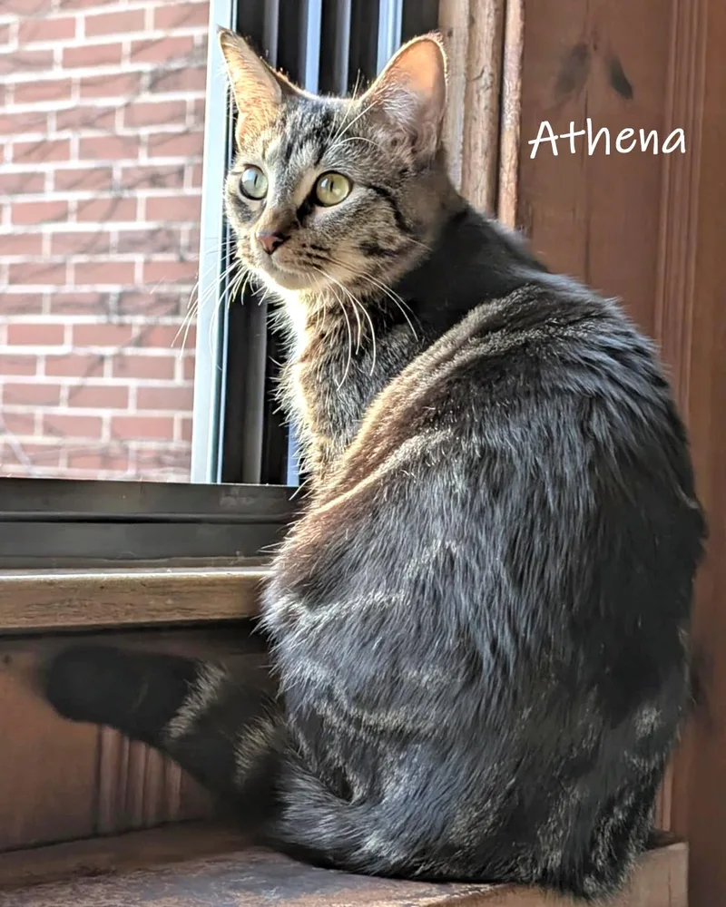 A baby medium-sized female Tabby (Brown / Chocolate) Domestic Short Hair cat named Athena for adoption in Chicago, IL