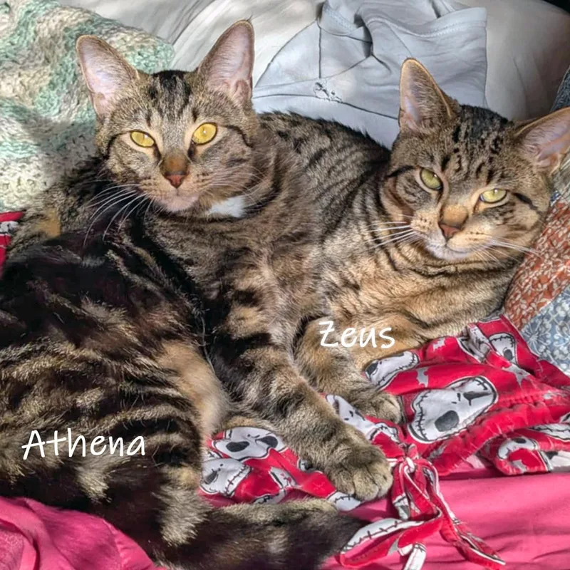 Athena thumbnail 3