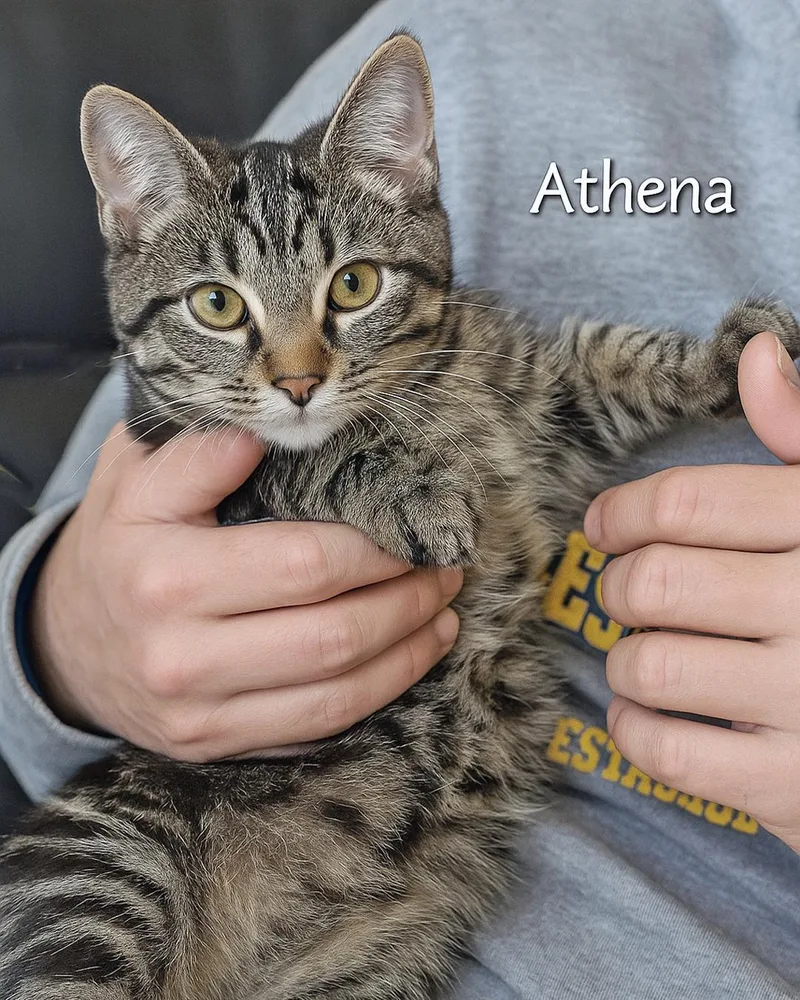 Athena thumbnail 4