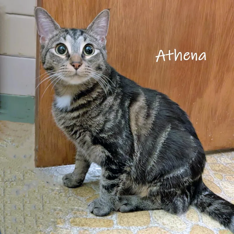 Athena thumbnail 5