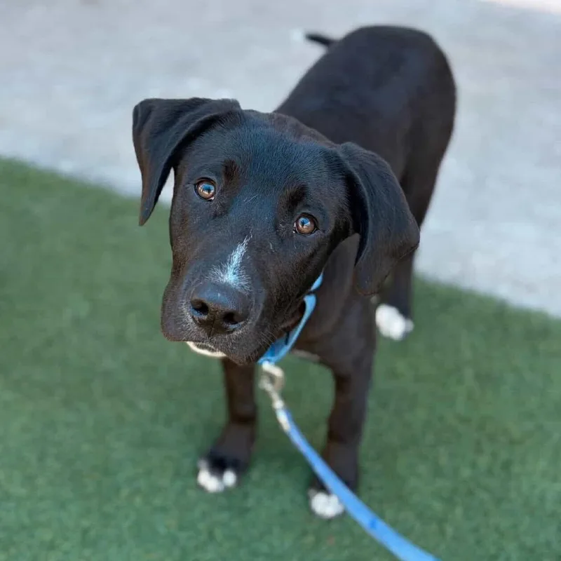 A young medium-sized male Black Retriever dog named Jeter for adoption in Brooklyn, NY