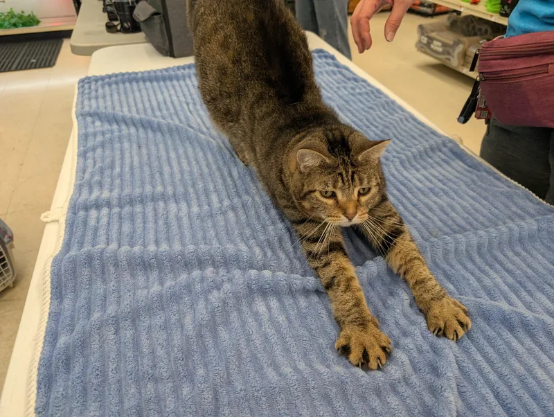 A young large-sized female Tabby (Brown / Chocolate) Domestic Short Hair cat named Oakley for adoption in East liverpool, OH