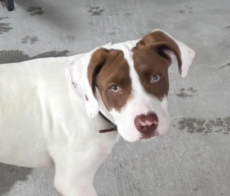 A baby medium-sized male Brown / Chocolate American Staffordshire Terrier dog named Benny for adoption in Humble, TX