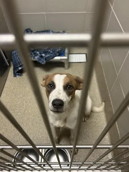 A young medium-sized male Mixed Breed dog named Indiana Bones for adoption in Virginia Beach, VA