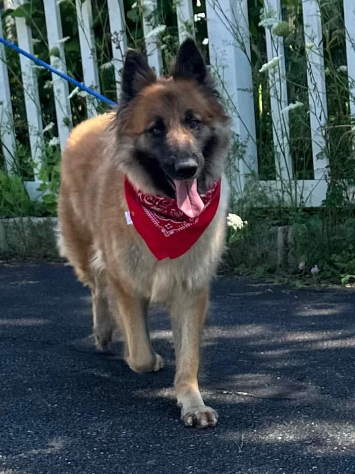An adult large-sized female Golden German Shepherd Dog dog named Alina for adoption in Old Westbury, NY