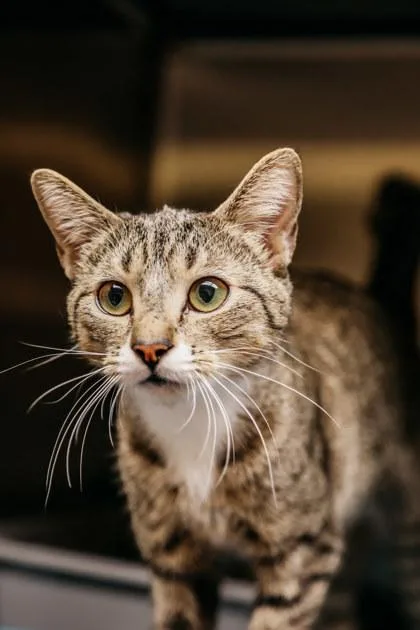 A young small-sized female Domestic Short Hair cat named Suzie for adoption in Dothan, AL