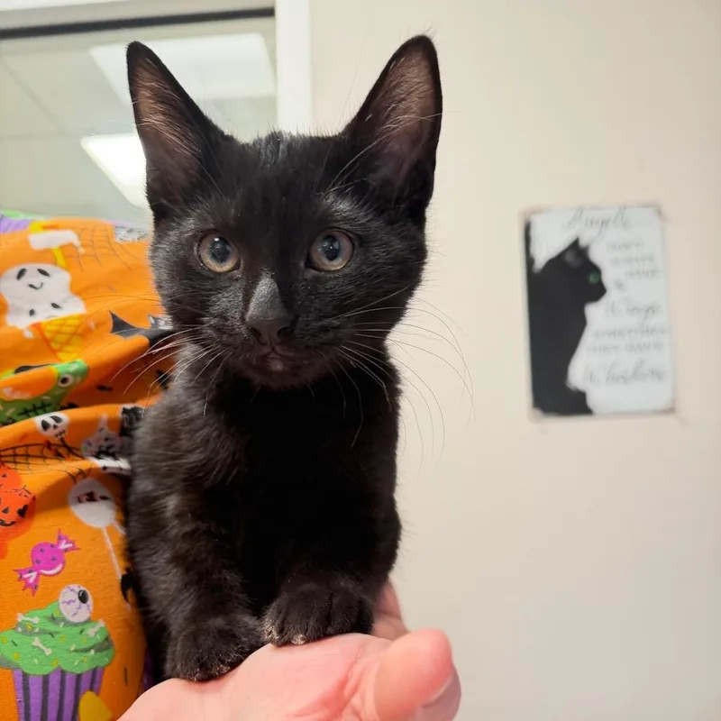 A baby small-sized male Black Domestic Short Hair cat named Styx for adoption in Englewood, FL