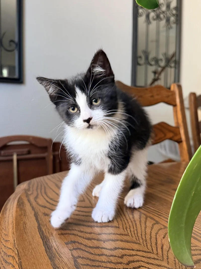 A baby small-sized female White Domestic Short Hair cat named Cashy for adoption in Visalia, CA