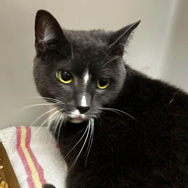An adult large-sized female Gray / Blue / Silver Domestic Short Hair cat named Squeaks for adoption in Harrisonburg, VA