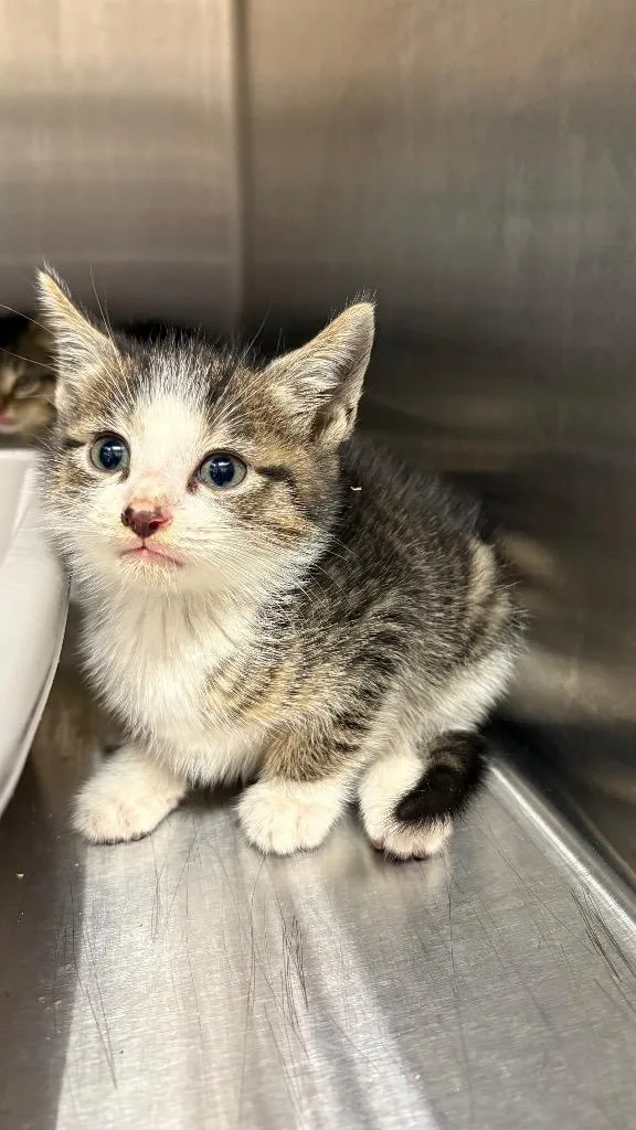 A baby small-sized male Domestic Short Hair cat named Zeppelin for adoption in Clarksville, TN