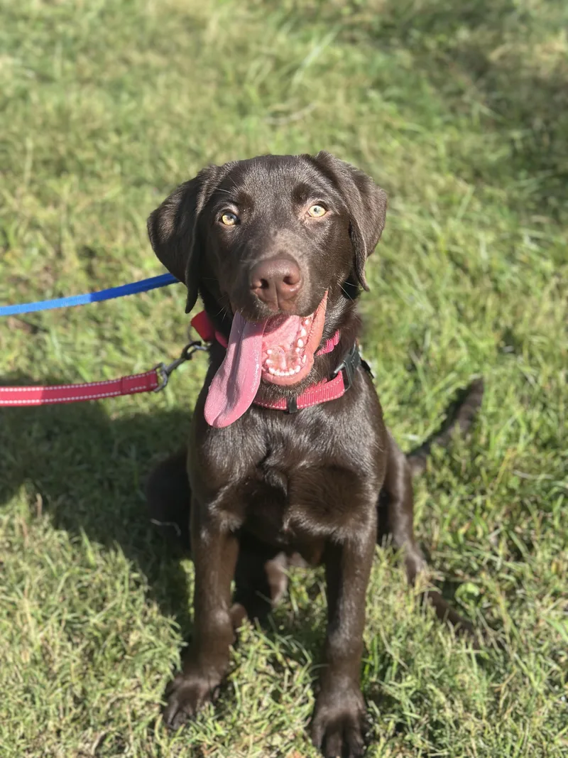 A baby large-sized male Brown / Chocolate Chocolate Labrador Retriever dog named Otto for adoption in Bristol, TN