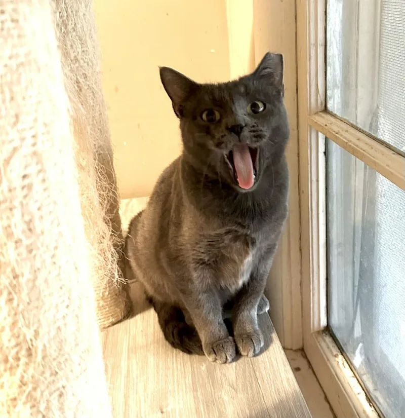 Carolina thumbnail 3