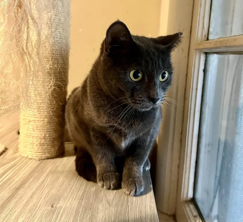 Carolina thumbnail 4