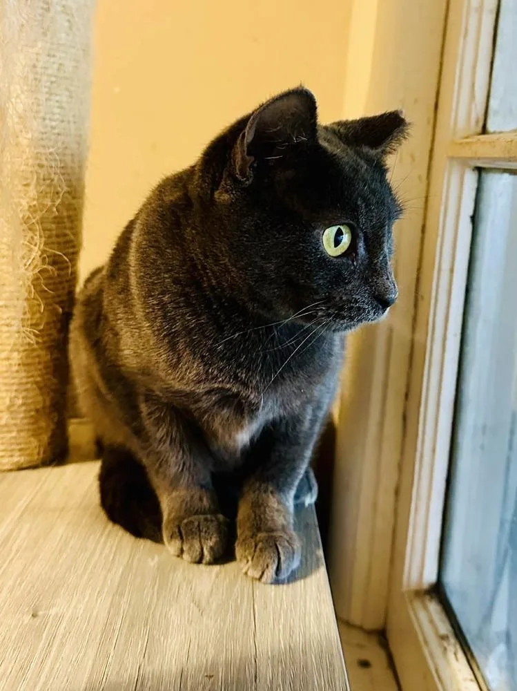 Carolina thumbnail 5