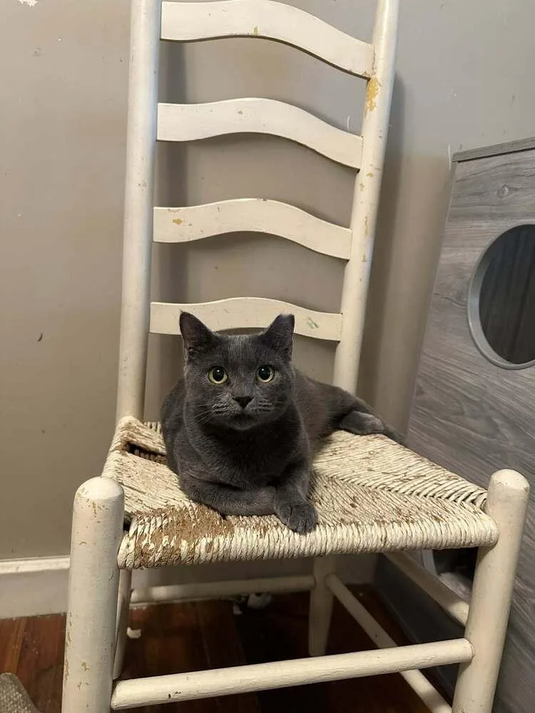 Carolina thumbnail 6