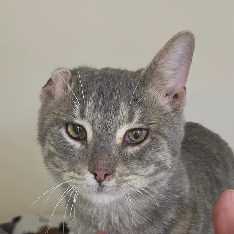 A young medium-sized male Gray / Blue / Silver Domestic Short Hair cat named Benny for adoption in Zanesville, OH