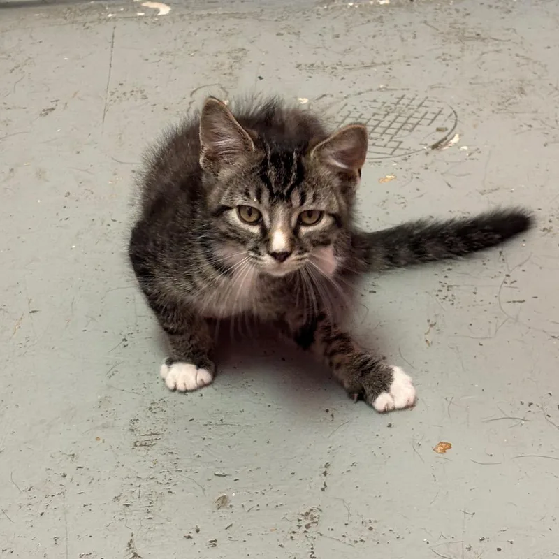 A baby small-sized male Gray / Blue / Silver Domestic Short Hair cat named Jesse for adoption in Webster, TX