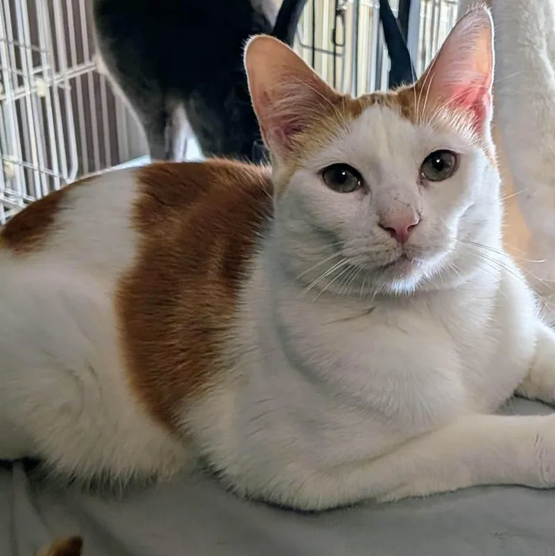 Omelette thumbnail 3