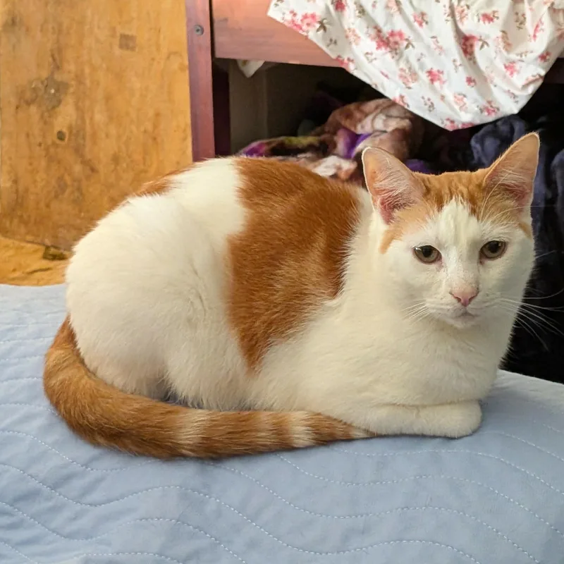 Omelette thumbnail 4