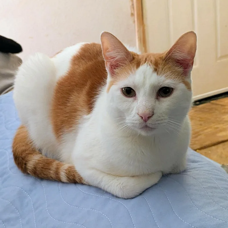 Omelette thumbnail 5