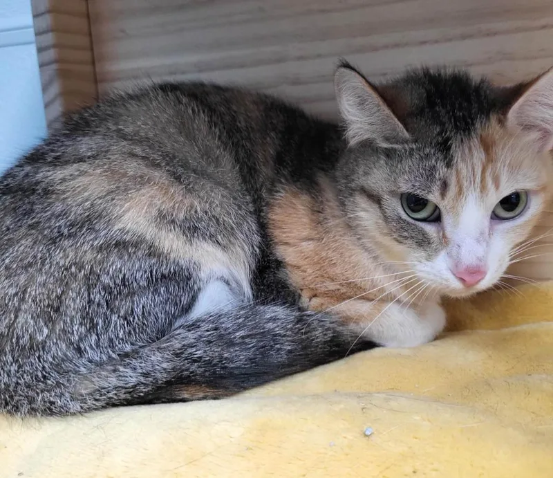 An adult medium-sized female Torbie Domestic Short Hair cat named Celaena for adoption in New Philadelphia, OH