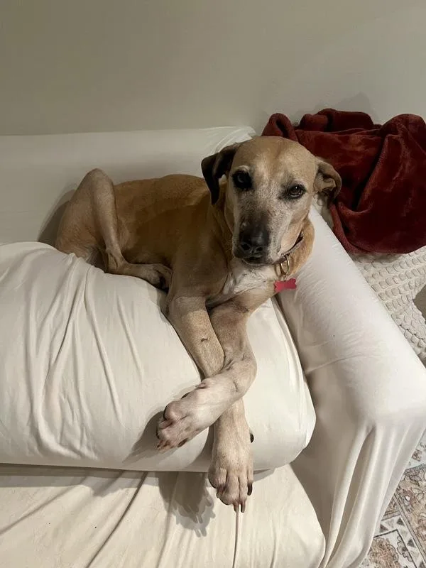 A senior large-sized female Shepherd dog named Zoe for adoption in San Diego, CA