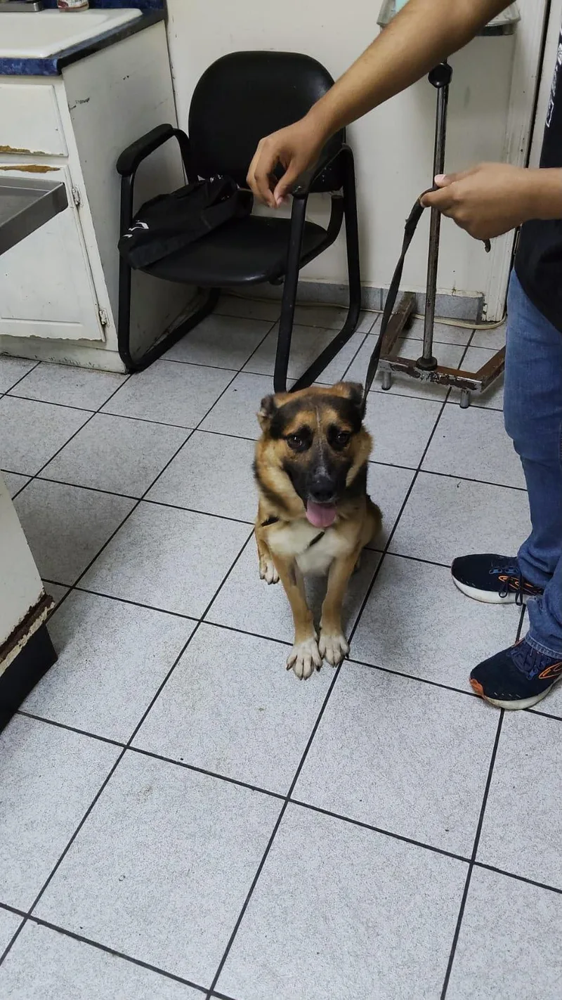 A young medium-sized male German Shepherd Dog dog named Benny for adoption in Inglewood, CA