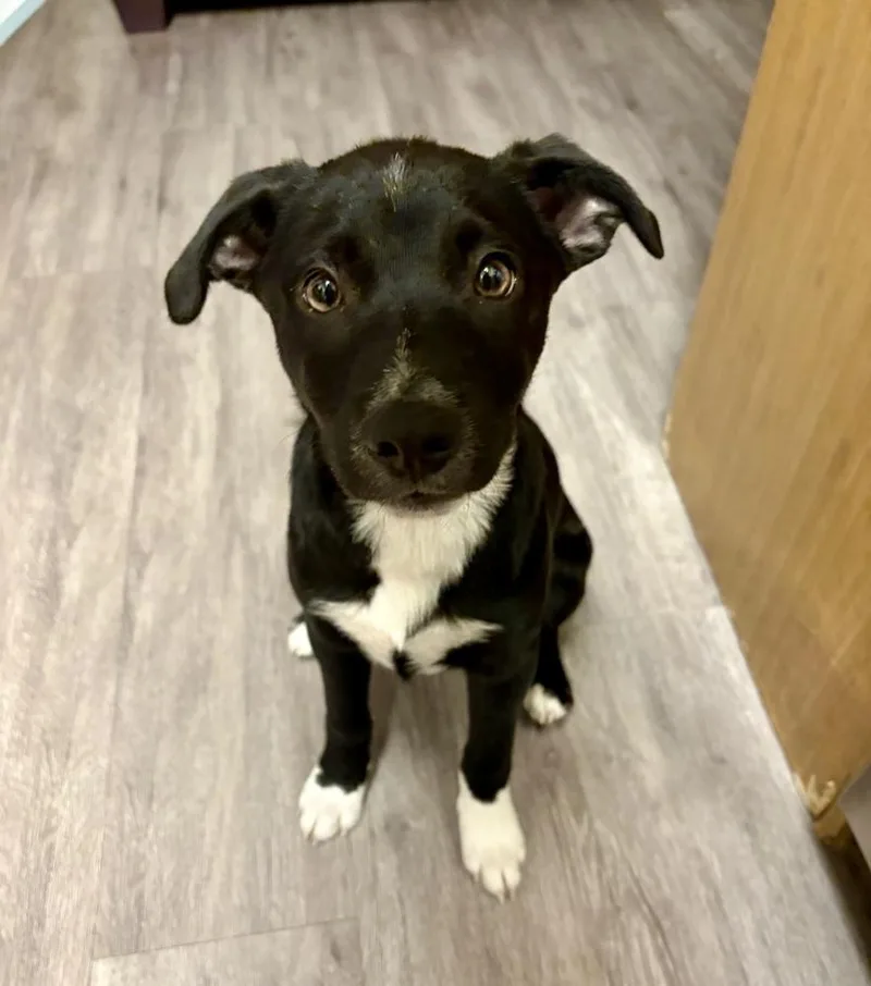 A baby large-sized male Tricolor (Brown, Black, & White) Border Collie dog named Miracle for adoption in Greenlawn, NY