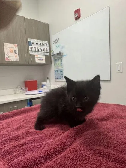 A baby small-sized female Black Domestic Short Hair cat named Alice for adoption in Kansas City, MO
