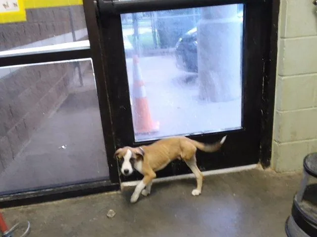 A baby small-sized male Anatolian Shepherd dog named Half Off for adoption in Tulsa, OK