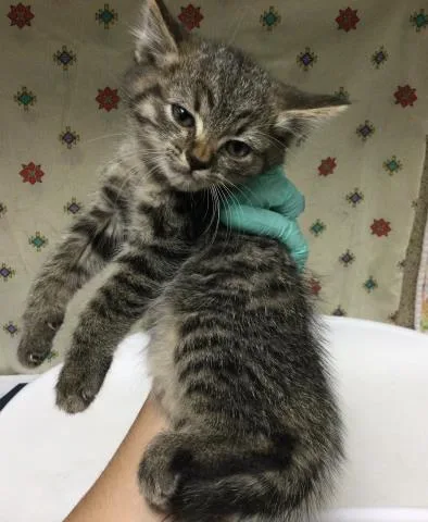 A young small-sized male Domestic Short Hair cat named Bart for adoption in Riverside, CA