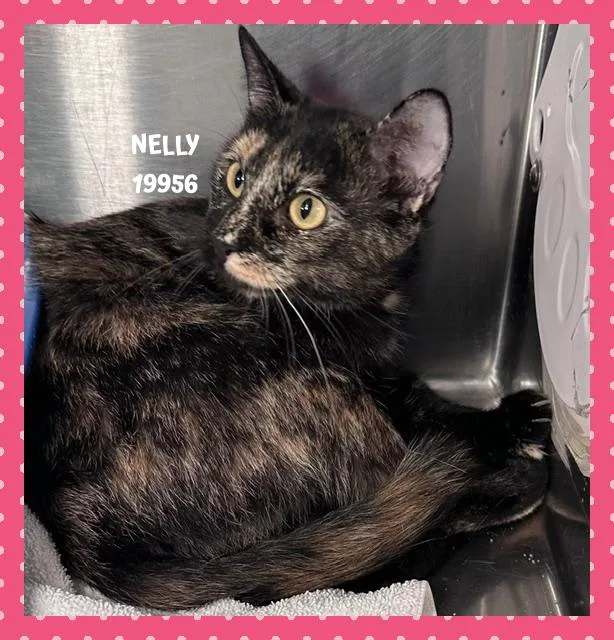 A young medium-sized female Tortoiseshell Domestic Short Hair cat named Nelly for adoption in Marietta, GA