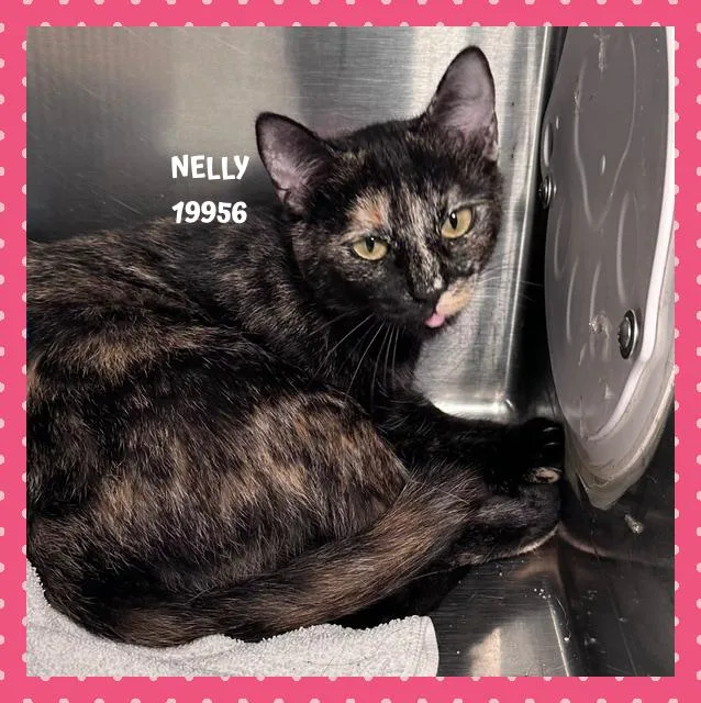 Nelly thumbnail 4