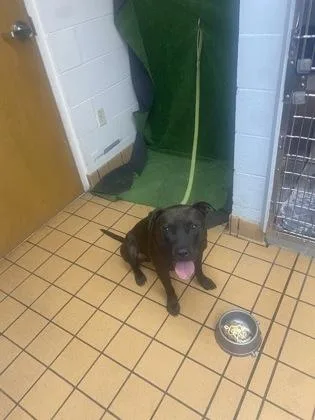 An adult medium-sized male Terrier dog named Goose for adoption in Gainesville, FL