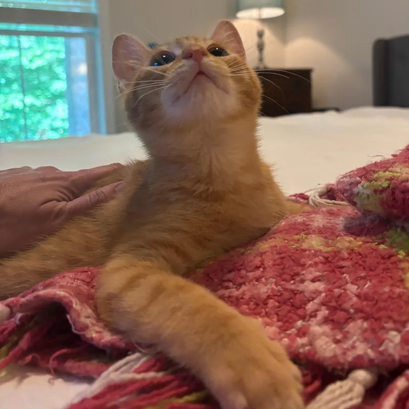 A baby small-sized male Tabby (Orange / Red) Domestic Short Hair cat named Boulevard for adoption in Richmond, VA